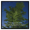 Loney Dear - Loney, Noir