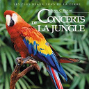 Jean C Roche - Concerts de la jungle